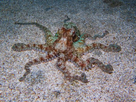 Photo for Amazingly intelligent octopus from the Mediterranean Sea - Royalty Free Image