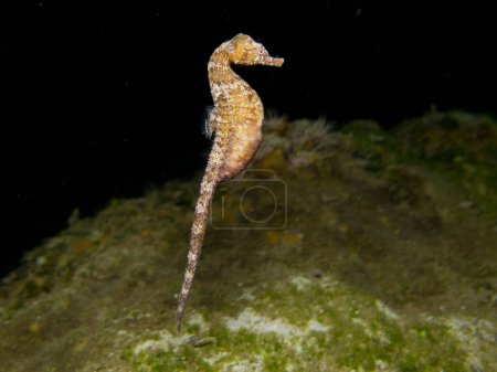Photo for Golden seahorse swimming at night - Royalty Free Image