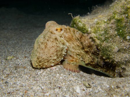 Photo for Octopus coming out of its den - Royalty Free Image