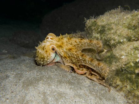 Photo for Octopus coming out of its den - Royalty Free Image