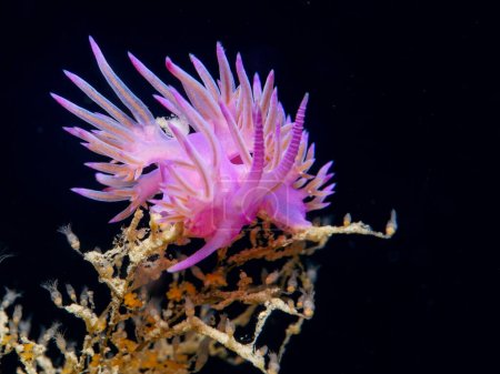 Nudibranch rosa púrpura de Chipre