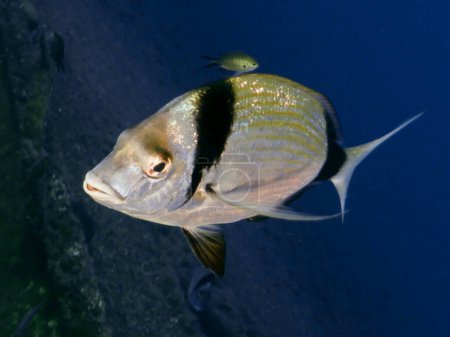 Photo for Two-banded sea bream from the Mediterranean Sea - Royalty Free Image
