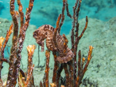 Photo for Seahorse from Cape Greco, Cyprus - Royalty Free Image