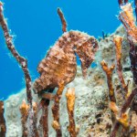 Seahorse from Cape Greco, Cyprus