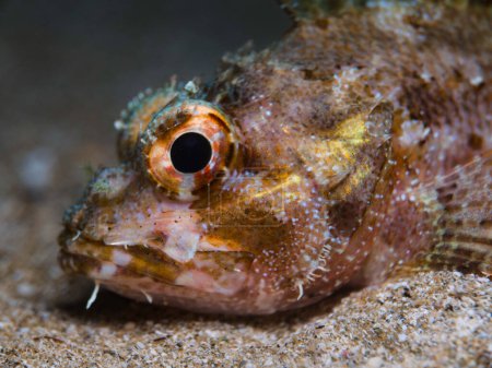 Photo for Mediterranean rock fish Scorpaena scrofa - Royalty Free Image