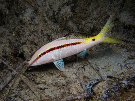 Photo for Red Sea goat fish in the Mediterranean Sea - Royalty Free Image