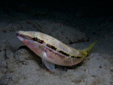 Photo for Red Sea goat fish from Cyprus - Royalty Free Image