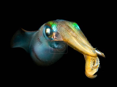 Photo for Big fin reef squid from Cyprus - Royalty Free Image