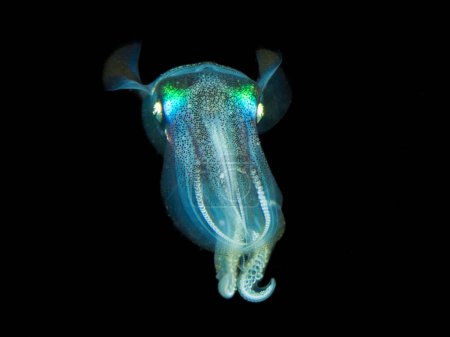 Glowing squid at night in the Mediterranean Sea