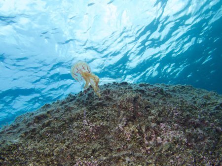 Medusas Pelagia noctiluca nadando hacia la superficie del mar