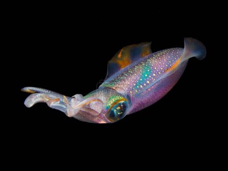 Photo for Colourful squid in black water - Royalty Free Image