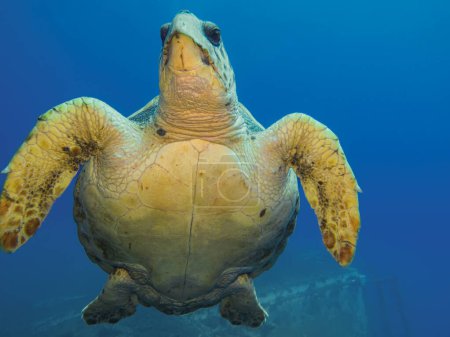 Photo for Loggerhead sea turtle from Cyprus - Royalty Free Image