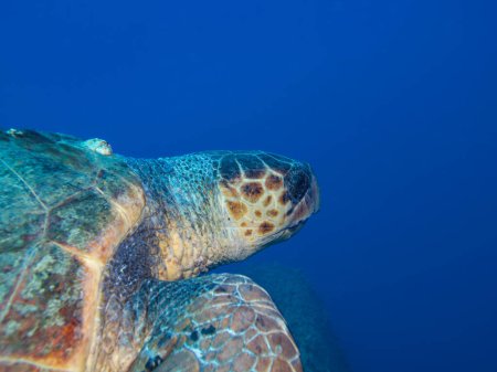 Photo for Loggerhead sea turtle from Cyprus - Royalty Free Image