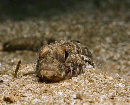Foto de Pequeño pez gobio en un fondo marino arenoso - Imagen libre de derechos
