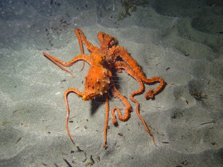 Orange coloured octopus from Cyprus