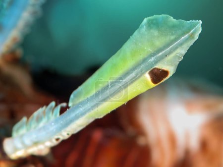                                Close up of a lion fish antenna 