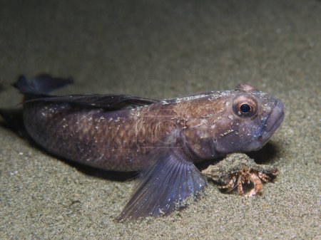 Black goby resting on the seabed