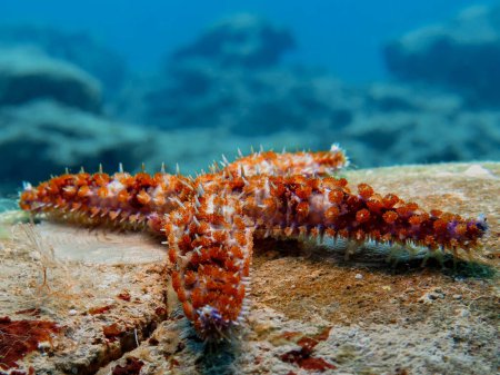                     Estrella de mar espinosa del mar Mediterráneo           