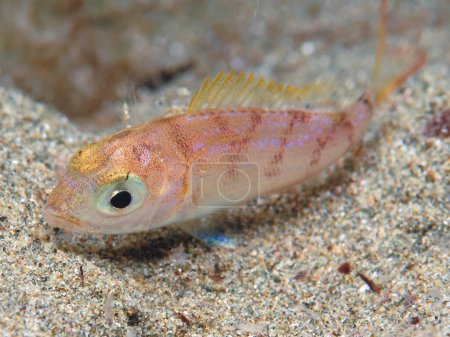Photo for Baby sea bream from Cyprus - Royalty Free Image