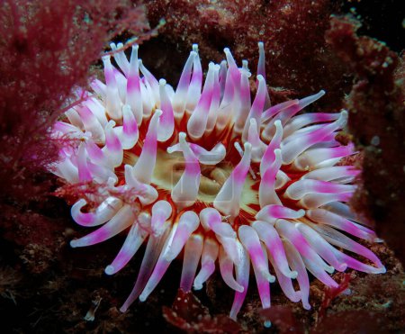                                Dahlia sea anemone aus Norwegen