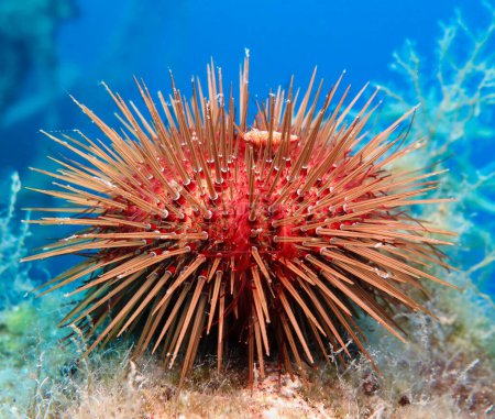 Photo for Purple sea urchin from Cyprus - Royalty Free Image