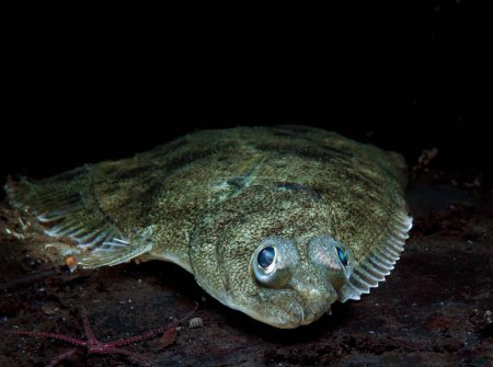 Photo for European flounder from Norway - Royalty Free Image