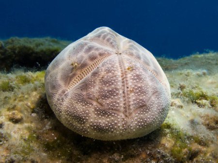 Photo for Sea potato from Cyprus, Mediterranean Sea - Royalty Free Image