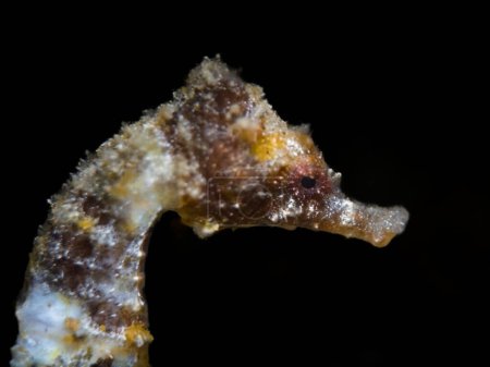 Details of a cute seahorse