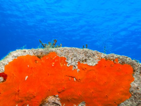 Lebendig gefärbter Meeresschwamm im Kontrast zum blauen Meer