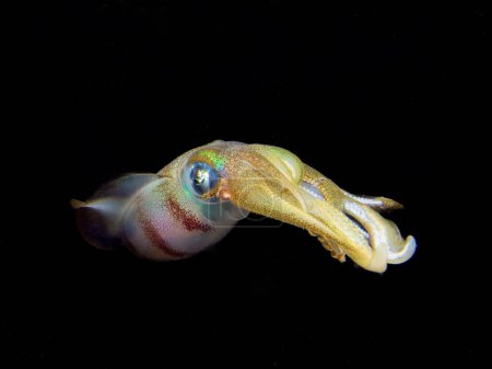 Juegos de calamares en el mar Mediterráneo