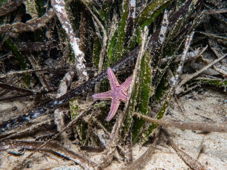 Purple seastar among seagrass