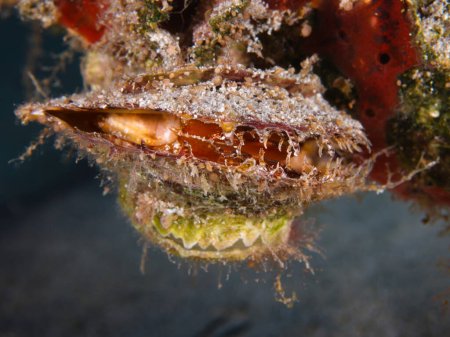 Téléchargez les photos : Huître perlière du Golfe de Chypre - en image libre de droit