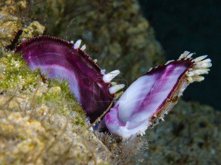 Huître perlière du Golfe de Chypre
