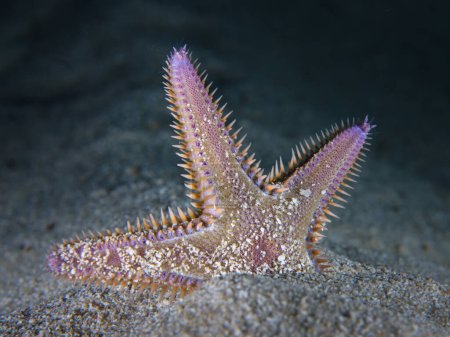 Photo for Comb sea star from Ayia Napa, Cyprus - Royalty Free Image