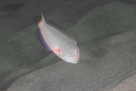 Pearly razor fish from Cyprus, Mediterranean Sea