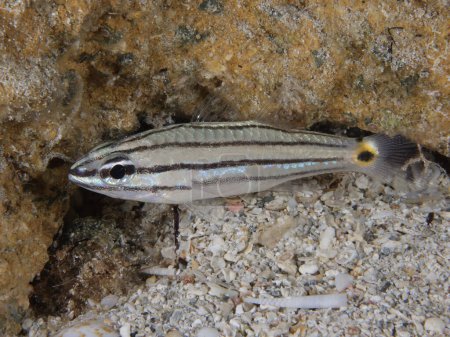 Photo for Two-spot cardinal fish from Cyprus - Royalty Free Image