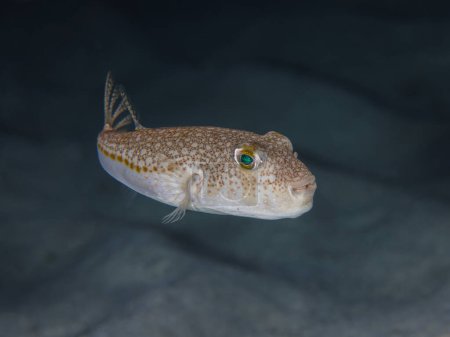 Photo for Cute but deadly yellow-spotted puffer fish - Royalty Free Image
