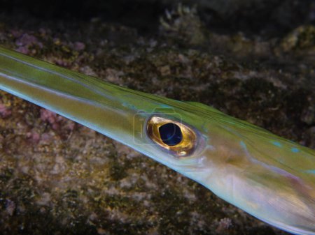 Das goldene Auge eines Korallenfisches
