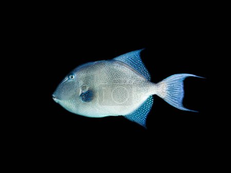 Photo for Grey trigger fish from Larnaca, Cyprus - Royalty Free Image