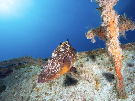 Photo for Dusky Mediterranean grouper from Cyprus - Royalty Free Image