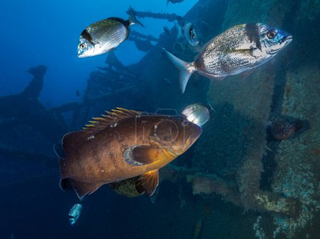 Photo for Dusky Mediterranean grouper from Cyprus - Royalty Free Image