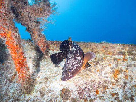 Dusky Mediterranean grouper from Cyprus