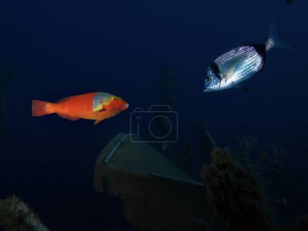 Téléchargez les photos : Un poisson perroquet rencontre une daurade - en image libre de droit