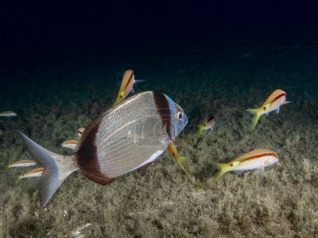 A sea bream surrounded by goat fish