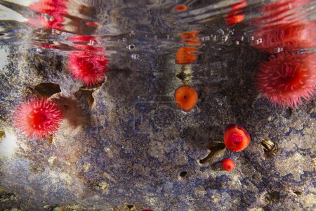 Téléchargez les photos : Anémones marines Actinia mediterranea de Chypre - en image libre de droit