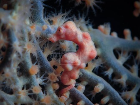          Denises pigmy seahorse from Bali                      