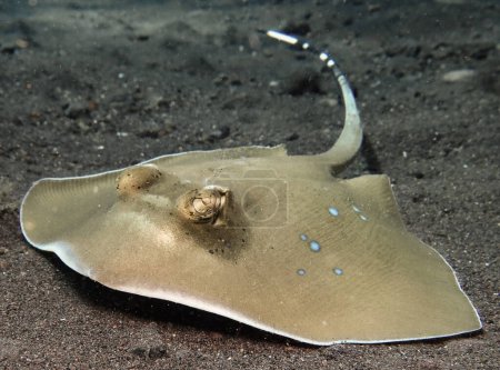                                Blue-spotted sting ray from Bali