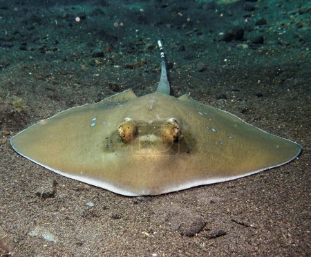                                Blue-spotted sting ray from Bali