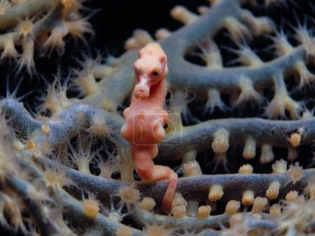          Denises pigmy seahorse from Bali                      