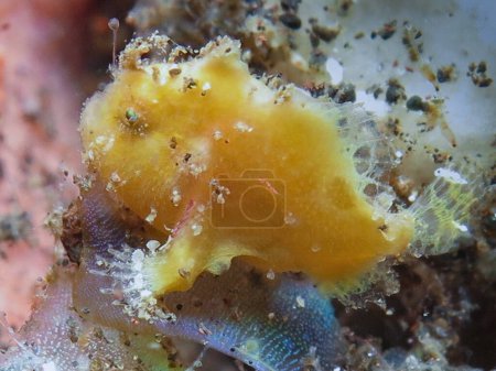                                Yellow painted frogfish from Bali